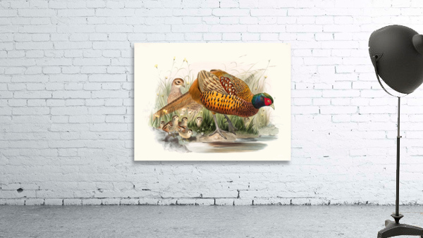 Phasianus colchicus. 1872 Wall Preview
