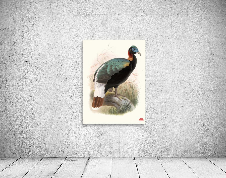 Lophophorus Sclateri. 1872 Wall Preview