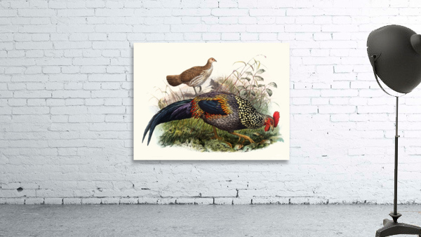 Gallus Sonneratii. 1872 Wall Preview