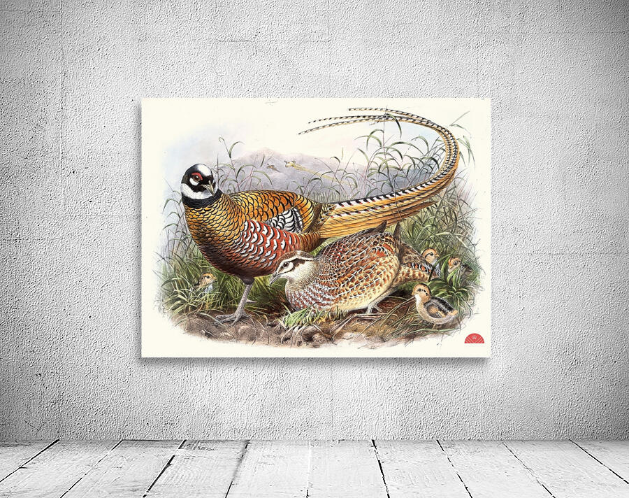 Phasianus Reevesii. 1872 Wall Preview