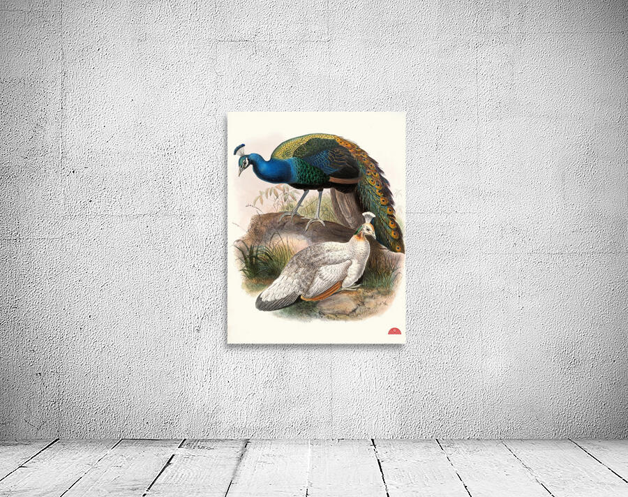 Pavo nigripennis. 1872 Wall Preview