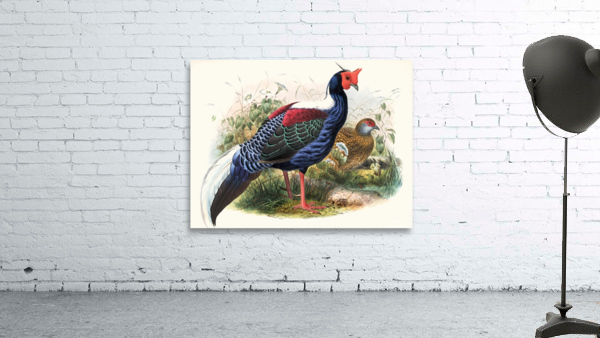 Euplocomus Swinhoei. 1872 Wall Preview