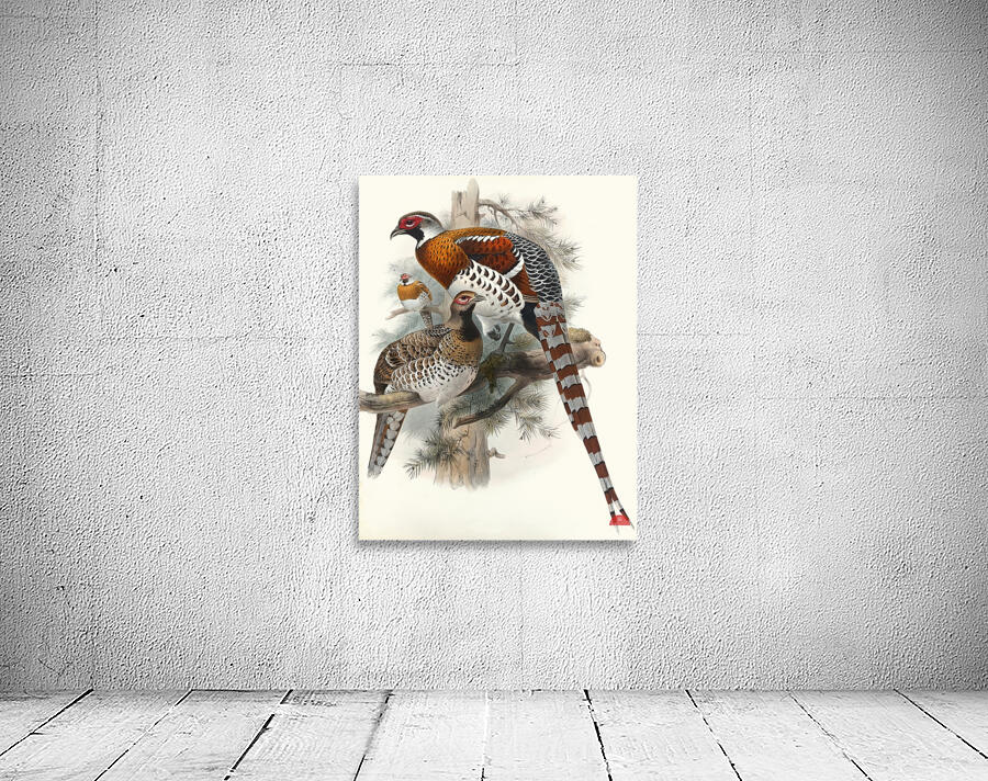 Calophasis Ellioti. 1872 Wall Preview