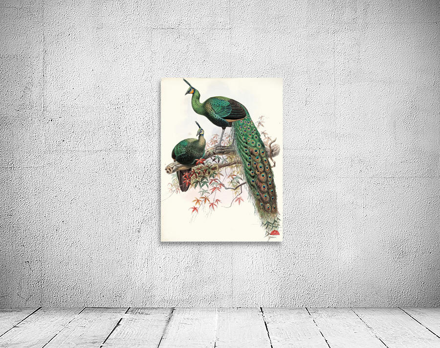 Pavo muticus. 1872 Wall Preview