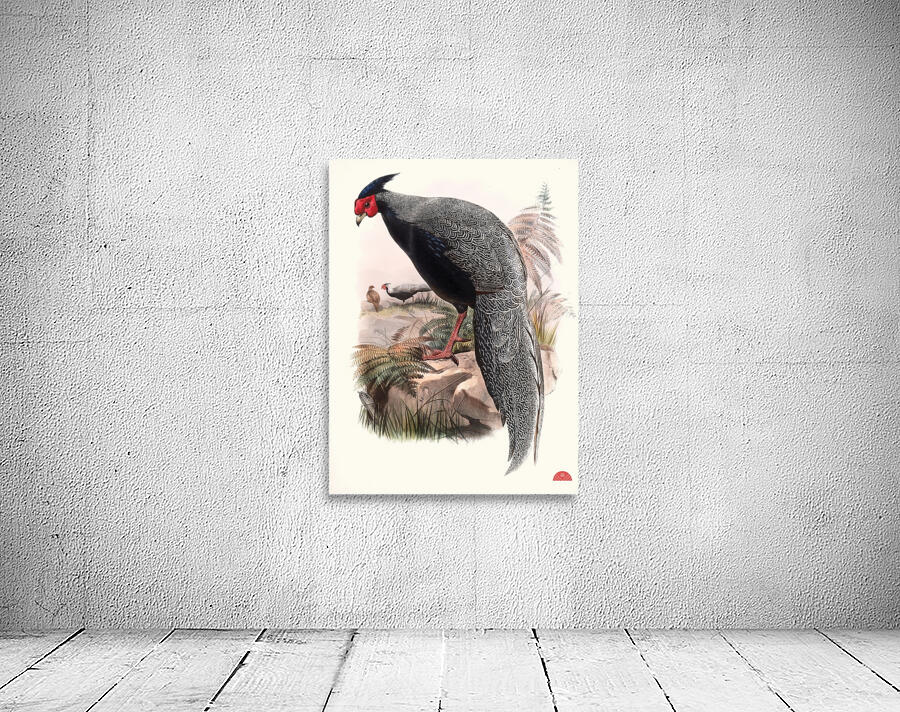 Euplocamus Andersoni. 1872 Wall Preview