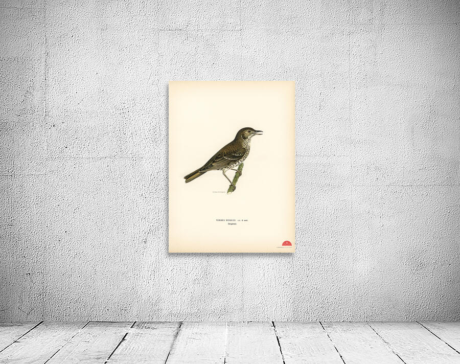 Redwing-Song thrush Turdus usicus Wall Preview