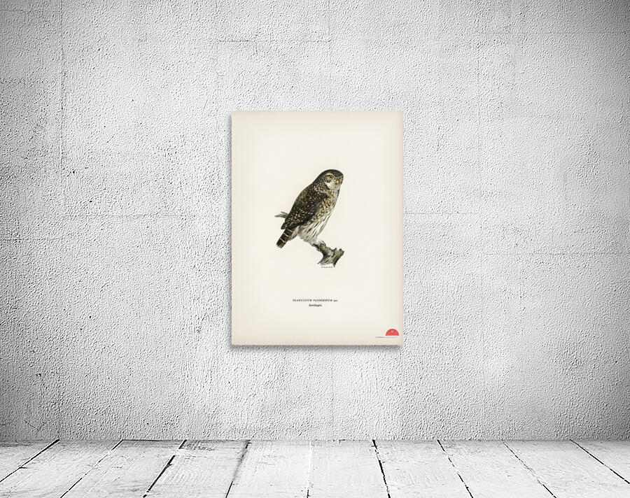 Glaucidium passerinum Wall Preview