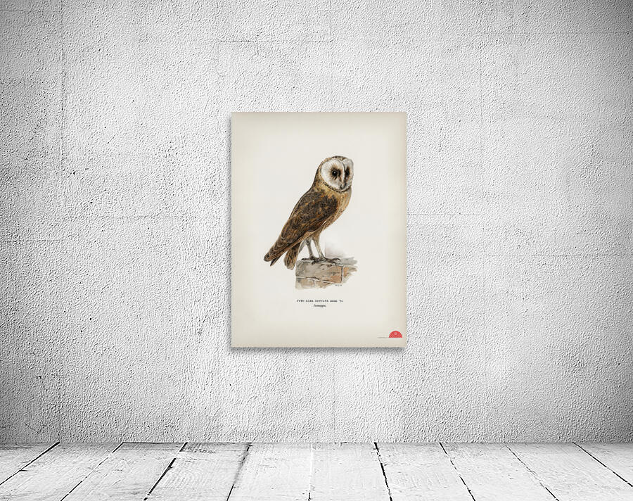 Tyto alba guttata owl Wall Preview