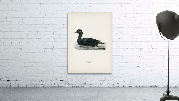 Somateria mollissima Wall Preview