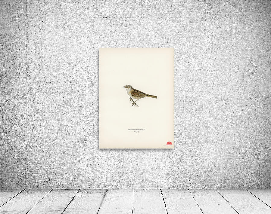 Prunella modularis Wall Preview