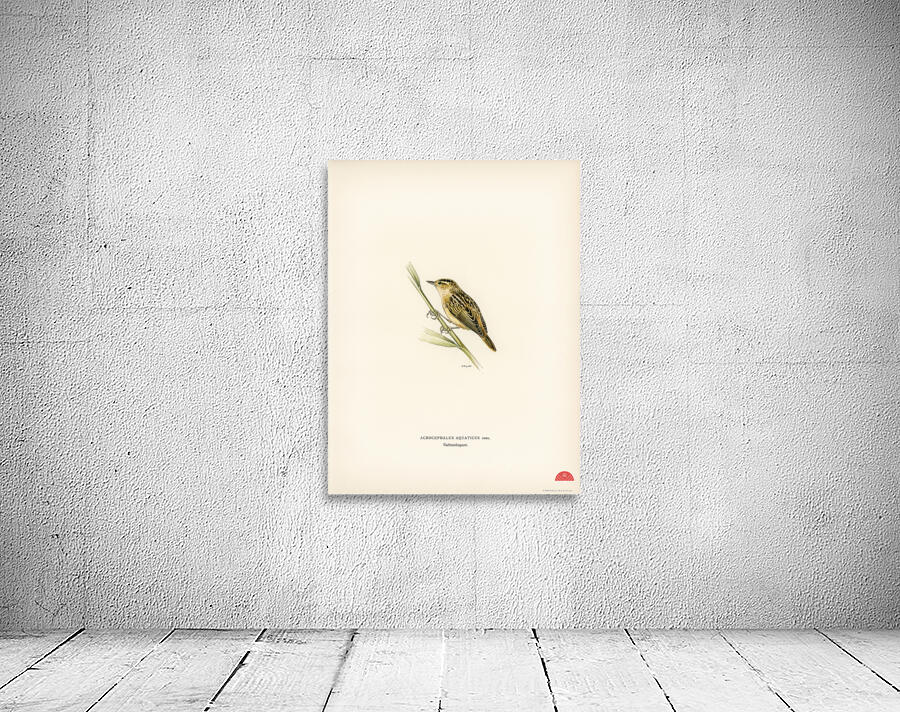 Aquatic warbler Acrocephalus aquaticus Wall Preview