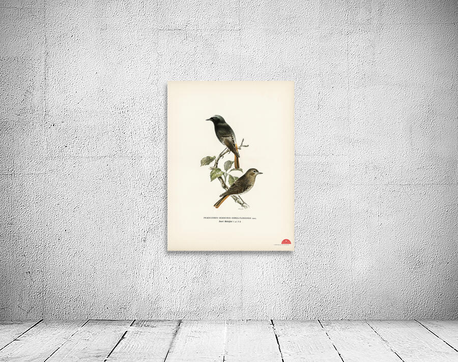 Aegithalus caudatus Long-tailed tit Wall Preview