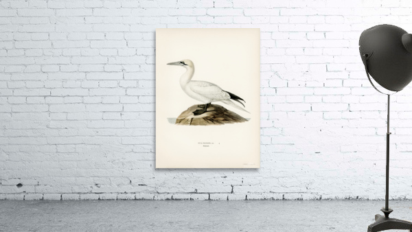 Sula bassana Wall Preview