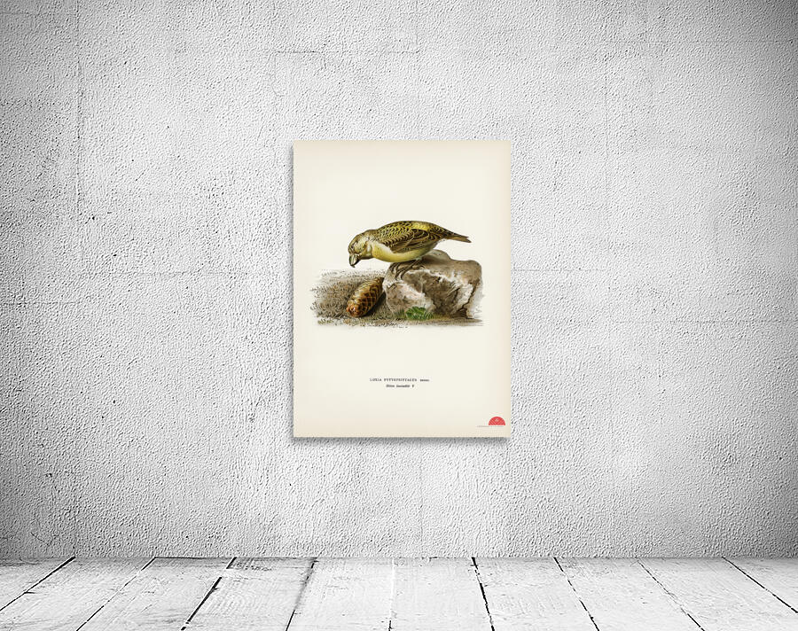 Parrot crossbill Loxia pytyopsittacus Wall Preview