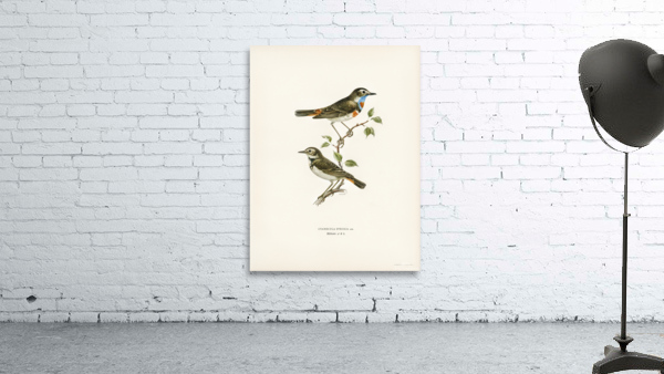 Parrot crossbill Loxia pytyopsittacus Wall Preview