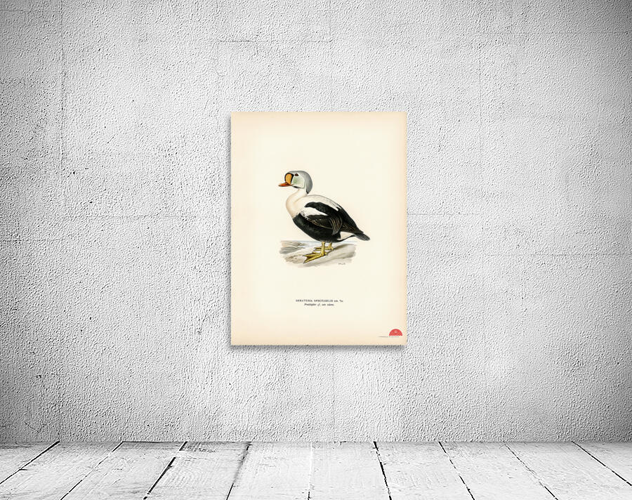 Somateria spectabilis Wall Preview