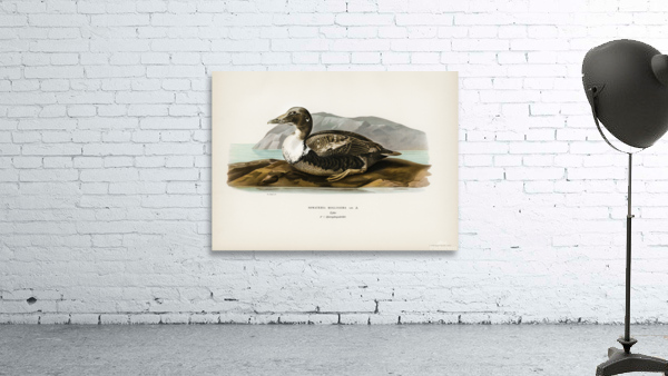 Eider Somateria mollissima Wall Preview