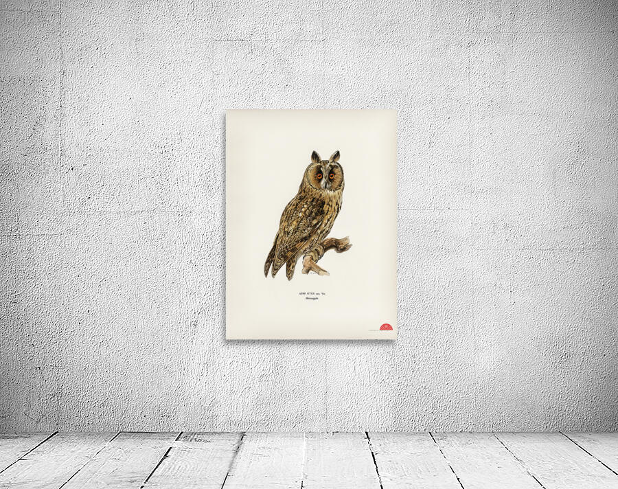 Asio otus owl Wall Preview