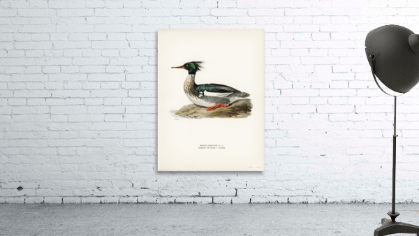 Mergus serrator Wall Preview