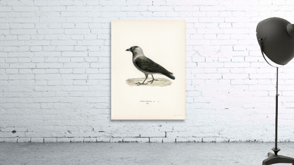 Coloeus monedula Wall Preview