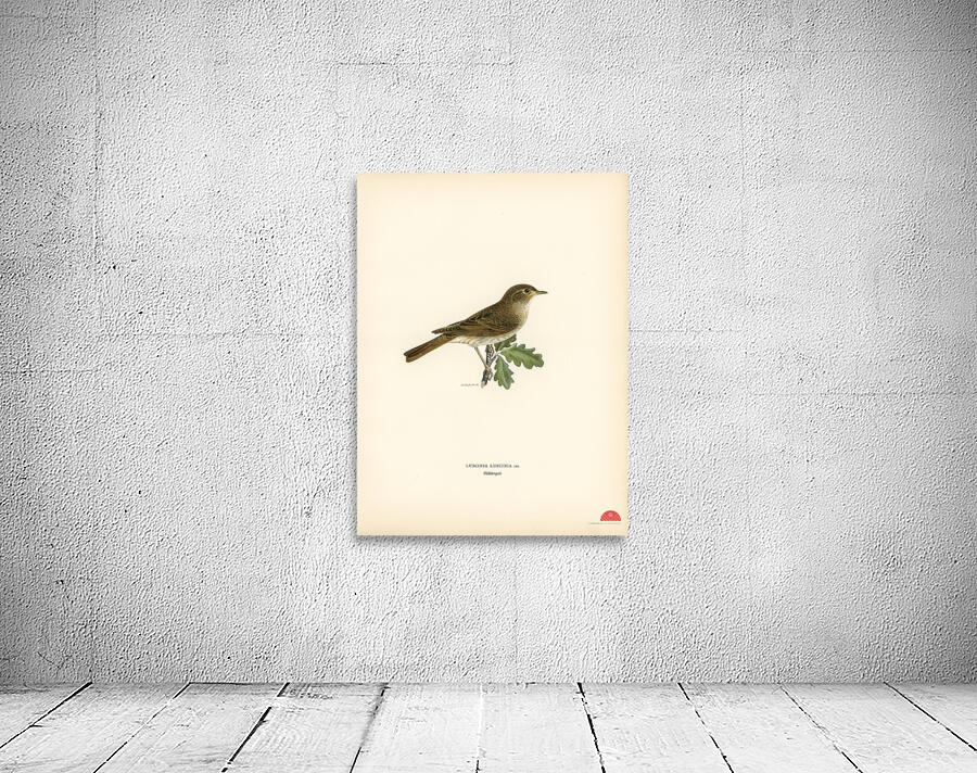 Thrush Nightingale Luscinia luscinia Wall Preview