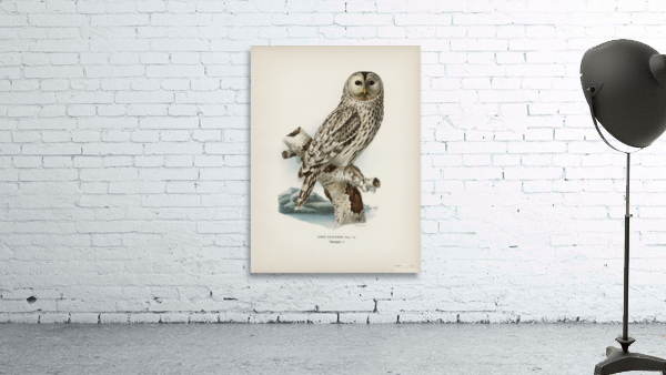 Strix uralensis ♀ Wall Preview