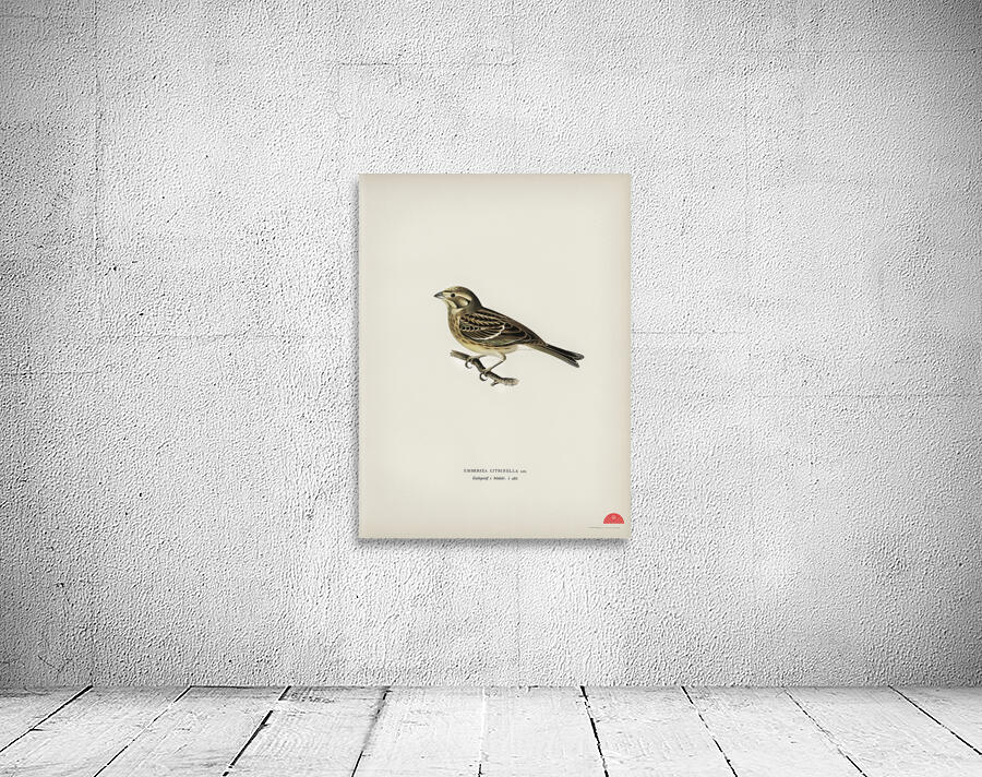 Yellowhammer Emberiza citrinella Wall Preview