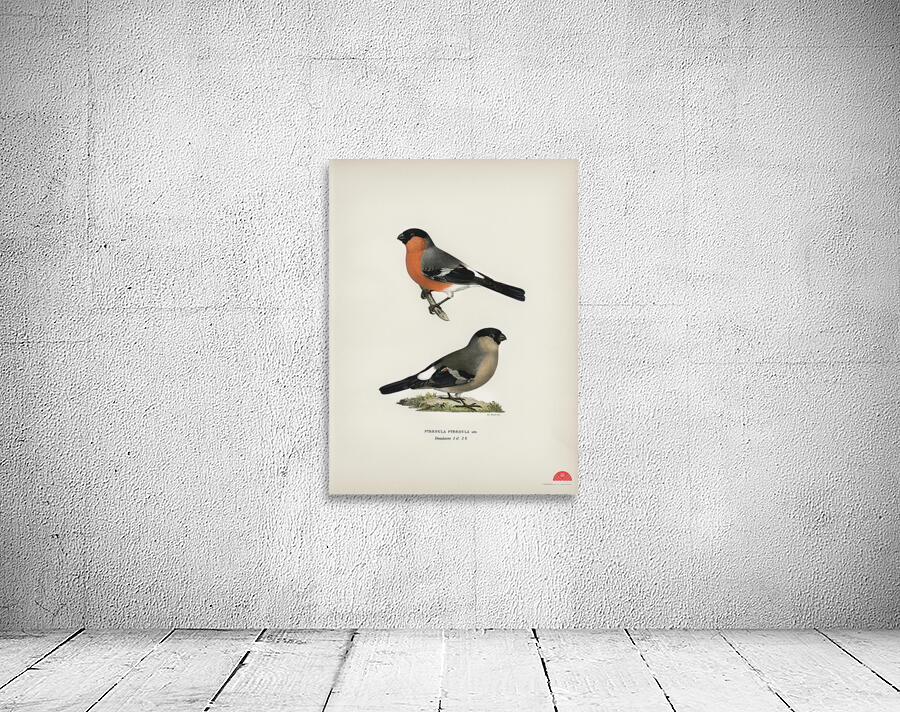 Pyrrhula Pyrrhula Wall Preview