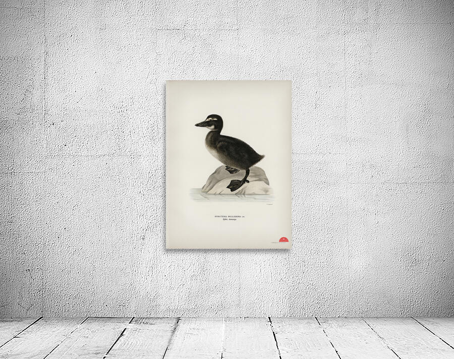 Somateria mollissima Wall Preview