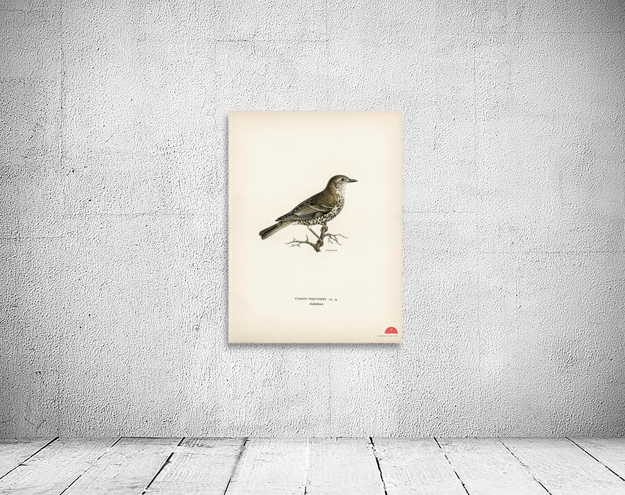 Somateria mollissima Wall Preview