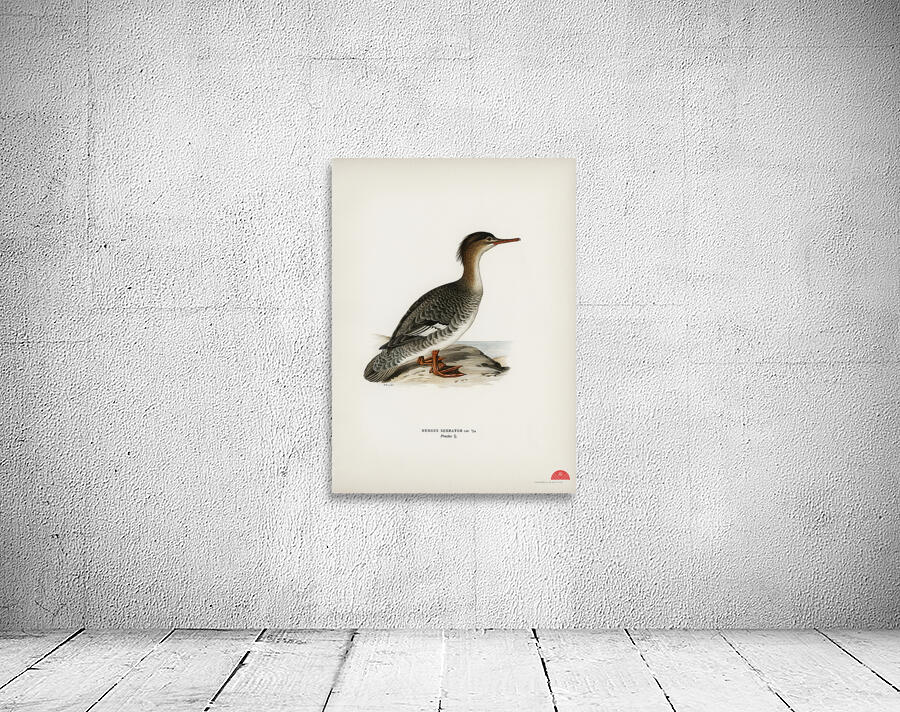 Mergus serrator Wall Preview