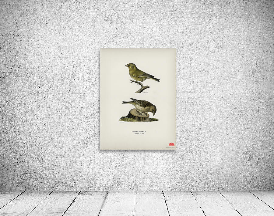 Chloris Chloris Wall Preview