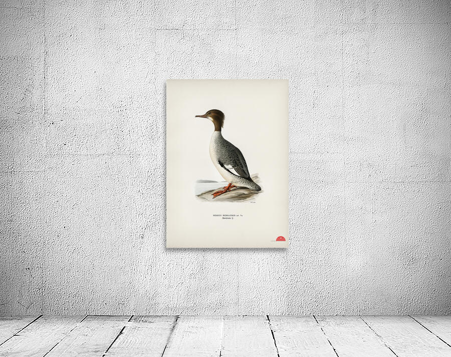 Mergus merganser Wall Preview