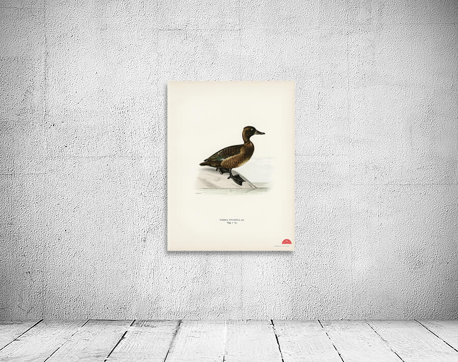 Ferruginous duck female Nyroca fuligule Wall Preview