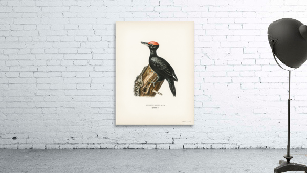 Dryocopus martius Wall Preview