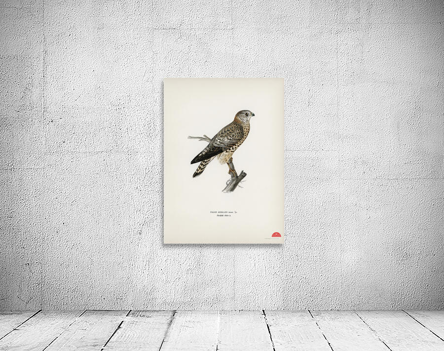 Merlin female Falco aesalon Wall Preview