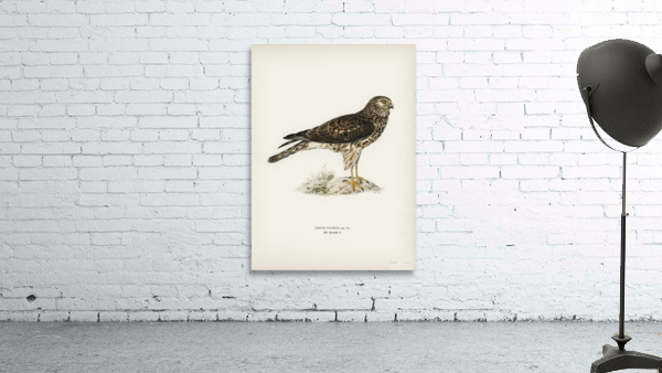 Hen Harrier female Circus cyaneus Wall Preview