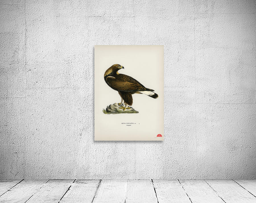 Golden Eagle Aquila chrysaetos Wall Preview