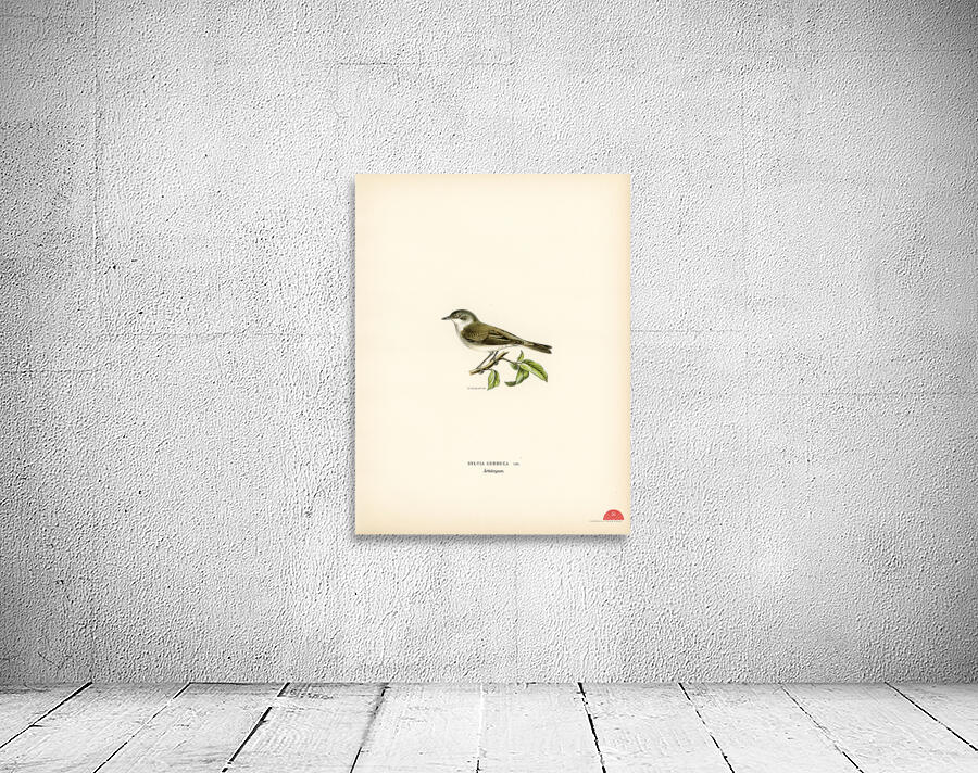 Sylvia curruca Lesser whitethroat Wall Preview