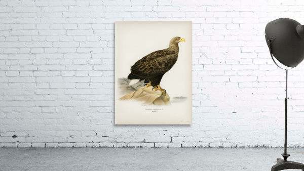 White-tailed eagle Wall Preview