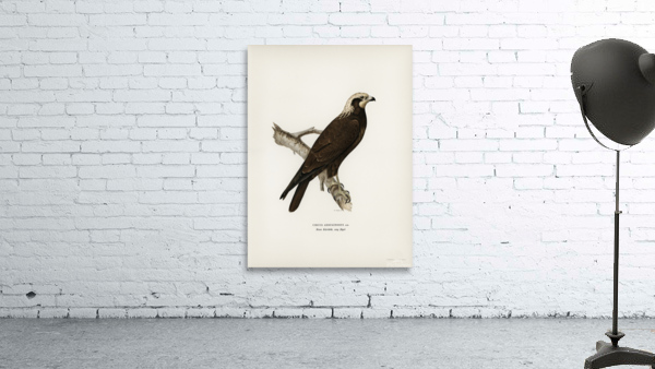 Marsh Harrier Circus aeruginosus Wall Preview