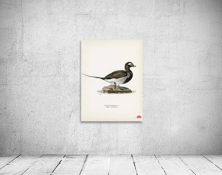 Long-tailed Duck male Harelda hyemalis Wall Preview