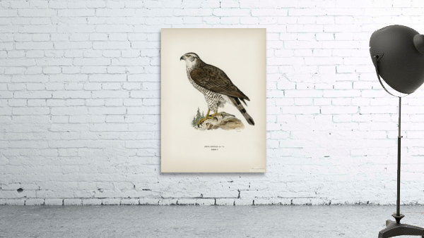 Goshawk female Accipiter gentilis Wall Preview