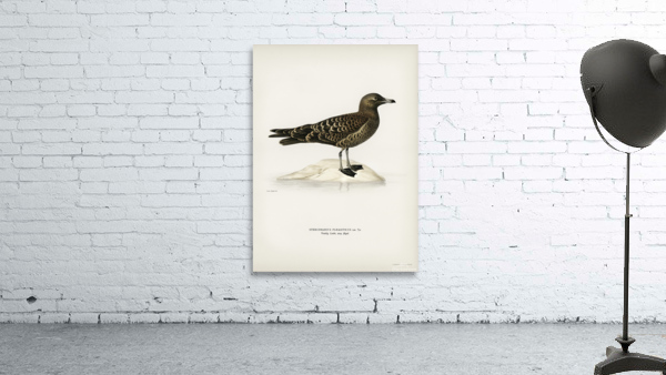 Parasitic jaeger Stercorarius parasiticus Wall Preview