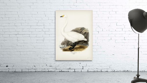 Whooper Swan Cygnus cygnus Wall Preview