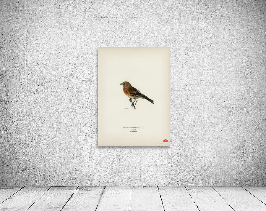 Brambling Fringilla montifringilla Wall Preview