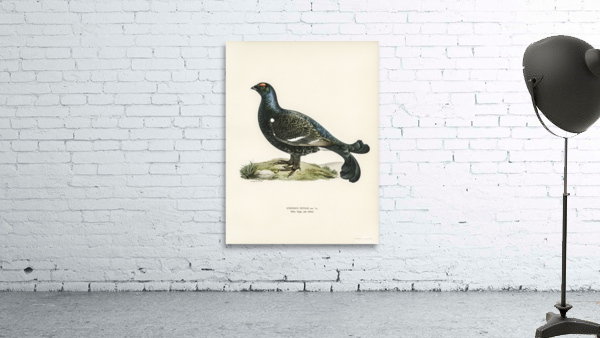 Black grouse Lyrurus tetrix Wall Preview