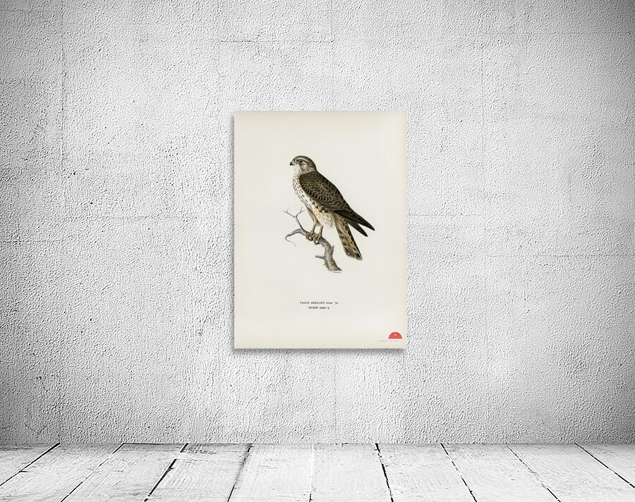 Tawny pipit Anthus campestris Wall Preview