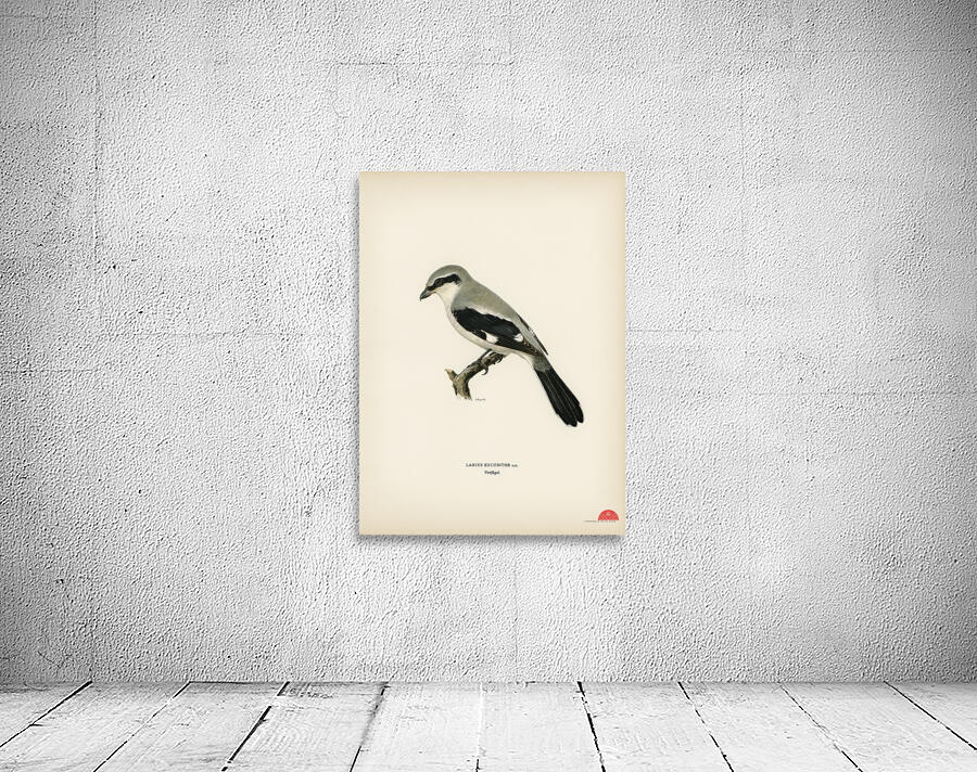 Great Grey Shrike Lanius excubitor Wall Preview