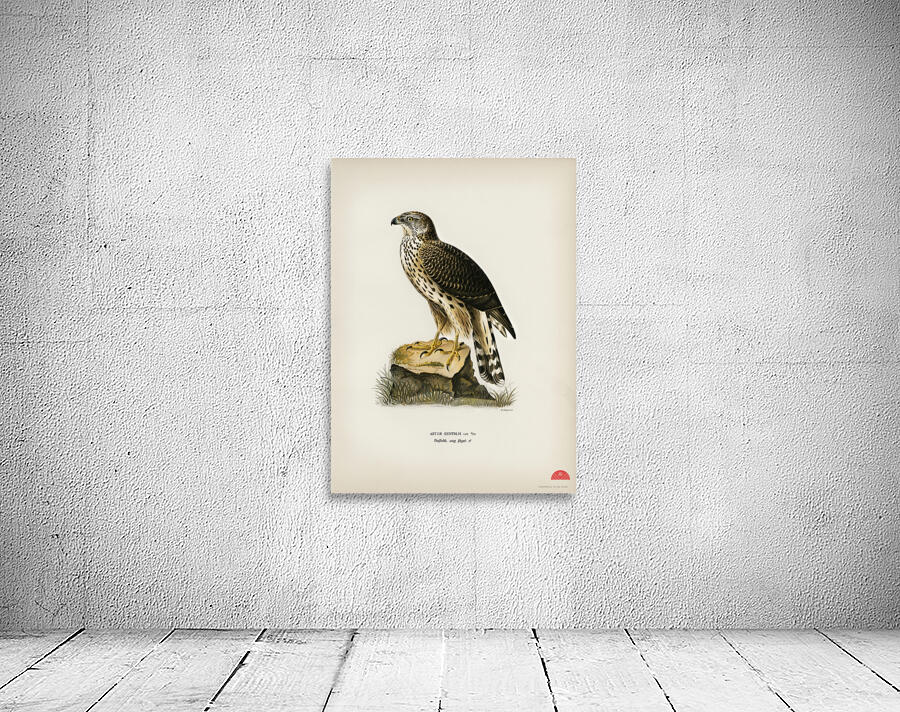 Goshawk Accipiter gentilis Wall Preview